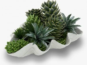 거대한 조개 그릇에 담긴 다육 식물 3D 모델
