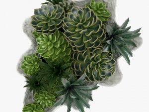 succulents in a giant clam bowl Model 3D