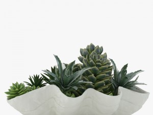 succulents in a giant clam bowl Model 3D