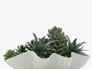 succulents in a giant clam bowl 3D Model