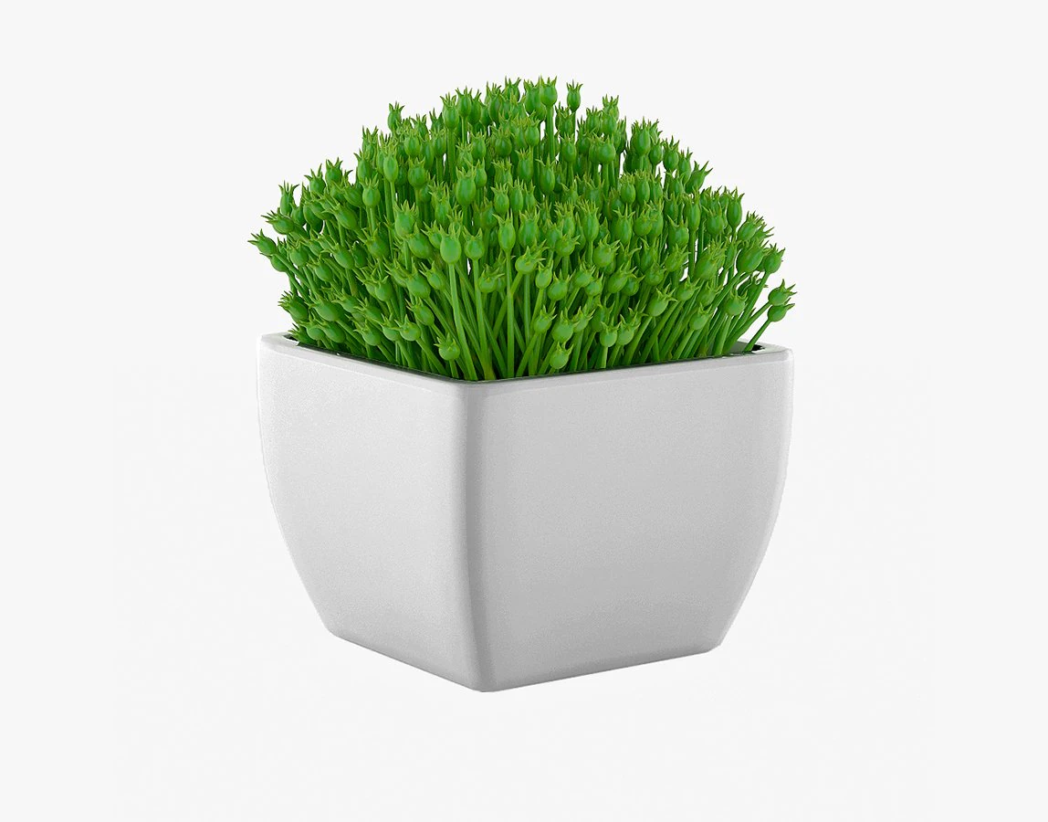 succulents 08 3D Model .c4d .max .obj .3ds .fbx .stl .blend