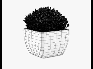 succulents 08 3D Model