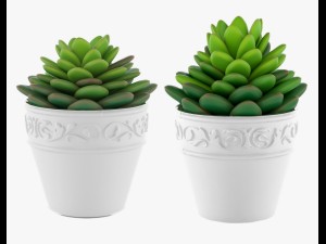 succulents 09 3Dモデル