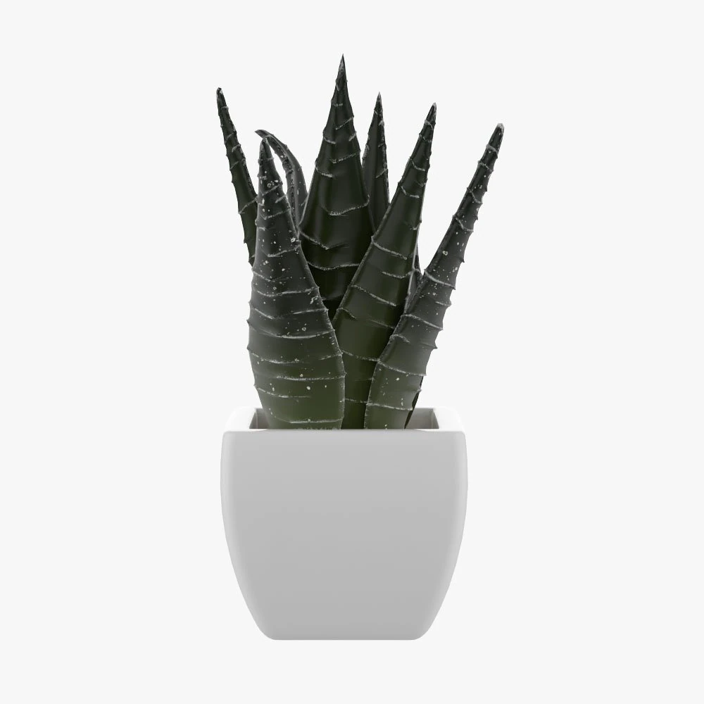 pot plant 3D Model .c4d .max .obj .3ds .fbx .stl .blend 