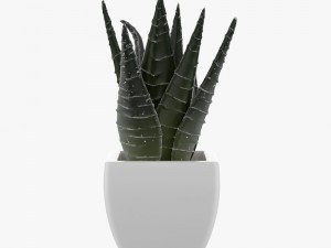 pot plant 3D Модель