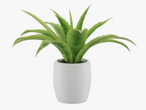 pot plant 3D Model