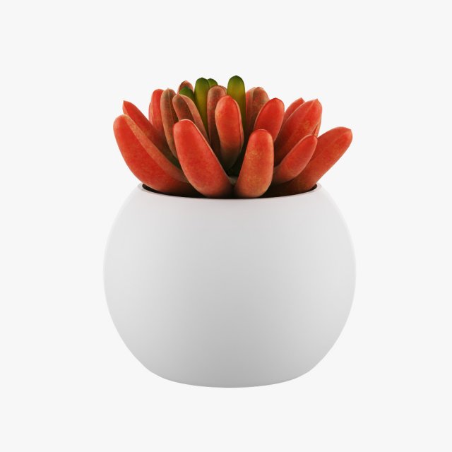 pot plant 3D Model .c4d .max .obj .3ds .fbx .stl .blend 
