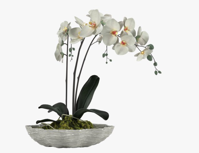 pot plant 24 3D मॉडल .c4d .max .obj .3ds .fbx .stl .blend 