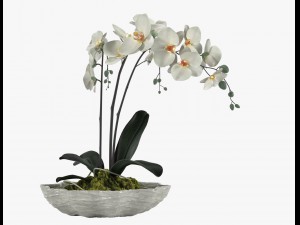 pot plant 24 Modelo 3D