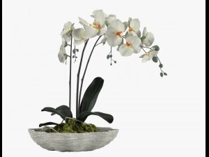 roślina doniczkowa 24 Model 3D