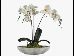 pot plant 24 3D मॉडल