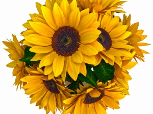 flower comp01 3D Модель