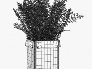 12 pot plant s 3D मॉडल