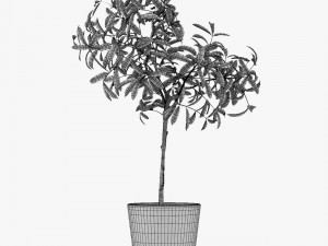 12 pot plant s 3D Model