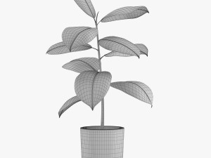 12 pot plant s 3D Model