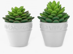 24 pot plant s 3D Model
