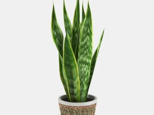 24 pot plant s 3D Model