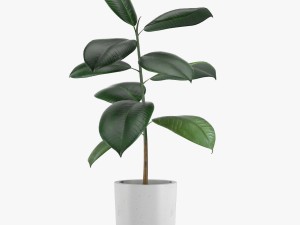 24 pot plant s 3Dモデル