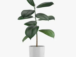24 pot plant s 3D Model