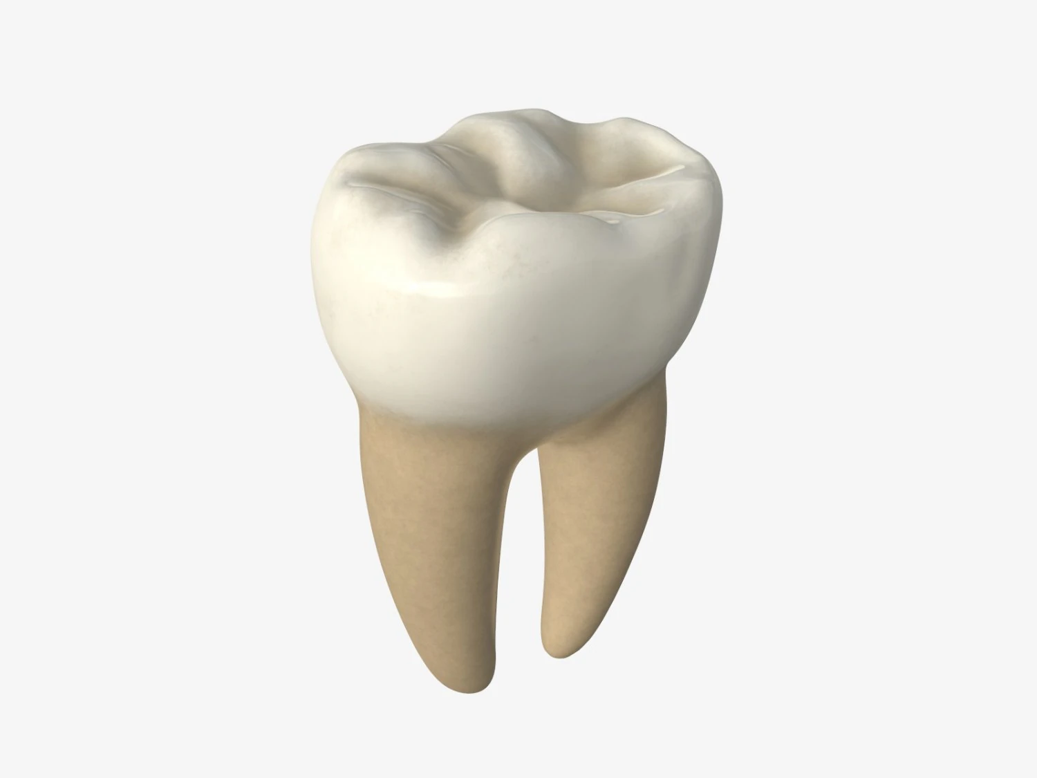 tooth molars 3D Model .c4d .max .obj .3ds .fbx .stl .blend 