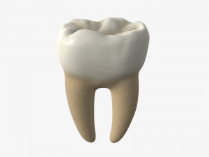tooth molars 3D 모델
