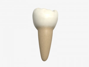 tooth molars 3D 모델