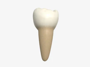 tooth molars 3D Model