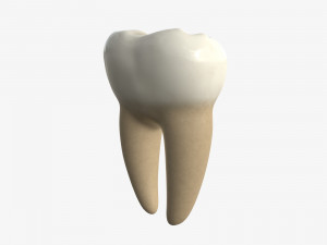 tooth molars 3D 모델