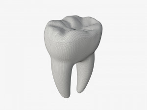 tooth molars 3D 모델
