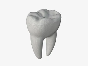tooth molars 3D Model