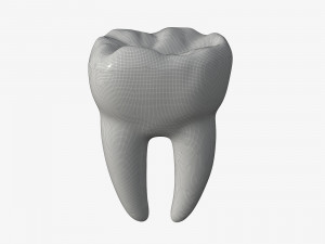 tooth molars 3D 모델