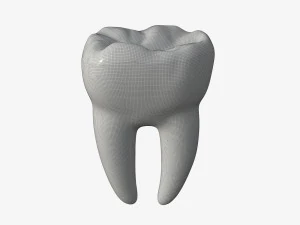 tooth molars 3D Model