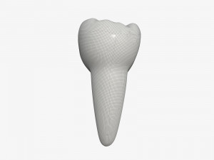 tooth molars 3D 모델