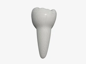 tooth molars 3D Model