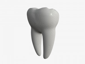 tooth molars 3D 모델