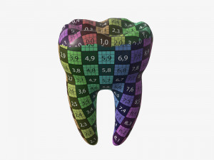 tooth molars 3D 모델