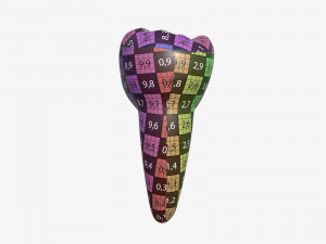 tooth molars 3D 모델