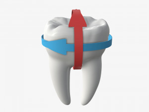 tooth molars with arrows 01 Model 3D
