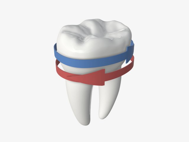 tooth molars with arrows 02 3D Model .c4d .max .obj .3ds .fbx .stl .blend 