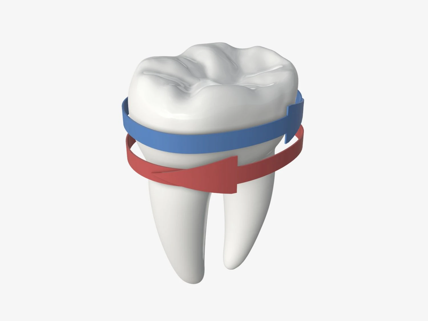tooth molars with arrows 02 3D Model .c4d .max .obj .3ds .fbx .stl .blend 