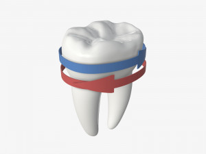 tooth molars with arrows 02 Modelo 3D