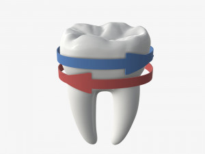 tooth molars with arrows 02 3D Model