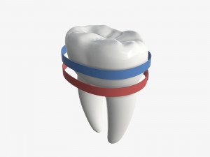 tooth molars with arrows 02 3D Model