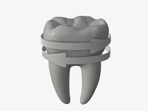 tooth molars with arrows 02 3D Model