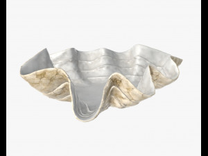 clam shell bowl Modelo 3D
