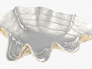clam shell bowl 3D 모델