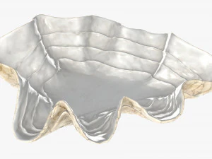 clam shell bowl 3D Model