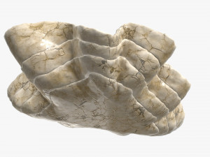 clam shell bowl 3D 모델