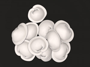 dumplings 03 Model 3D