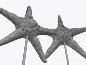 sculptured sea star statuette 3D 모델